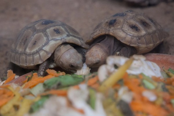 养乌龟的冬天注意事项,冬天喂食通常要减少一些