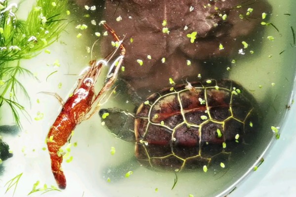 养乌龟的冬天注意事项,冬天喂食通常要减少一些