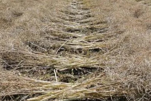 油菜杆可以喂牛吗，饲喂后可促进牛生长