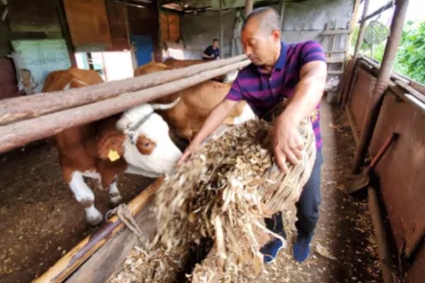 油菜杆可以喂牛吗，饲喂后可促进牛生长