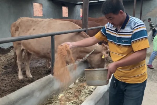 油菜杆可以喂牛吗，饲喂后可促进牛生长