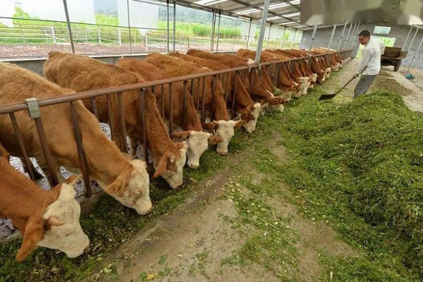 油菜杆可以喂牛吗，饲喂后可促进牛生长