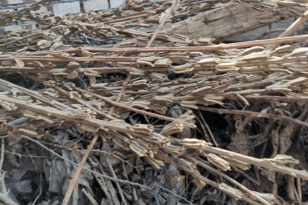 油菜杆可以喂牛吗，饲喂后可促进牛生长