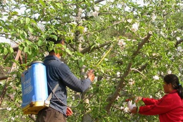 防治花果植物病虫害选择什么农药,针对不同植物选择不同的农药