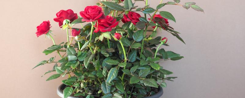 避免盆栽玫瑰长虫的方法,定期剪除生长过密的枝叶