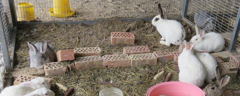 养殖兔子的注意事项，不可饲喂霉变的饲料