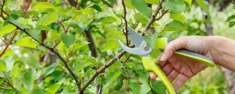 剪枝后怎么处理伤口，涂抹草木灰可避免感染细菌