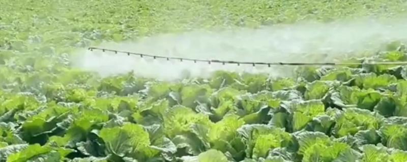 白菜蚜虫怎么防治，撒施草木灰的效果较好