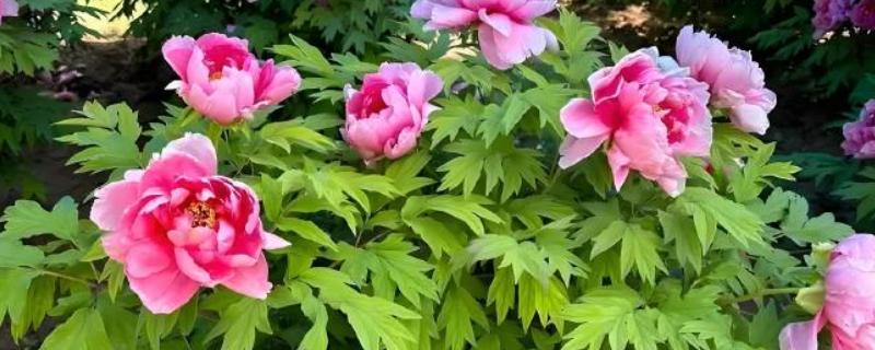 四月什么花开得最盛，有牡丹花、蝴蝶兰等