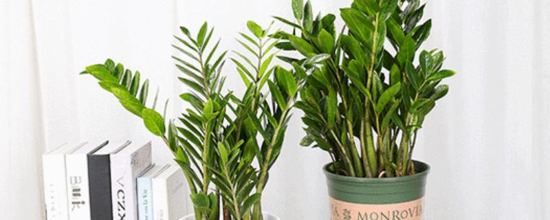 金钱树茎干瘪怎么办,受到暴晒时要为它遮阴喷水