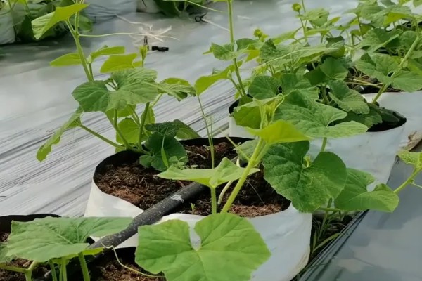 种香如蜜施哪种肥,底肥以有机肥为主