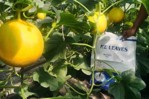 种香如蜜施哪种肥,底肥以有机肥为主