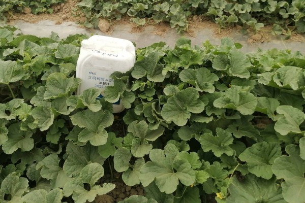 种香如蜜施哪种肥,底肥以有机肥为主