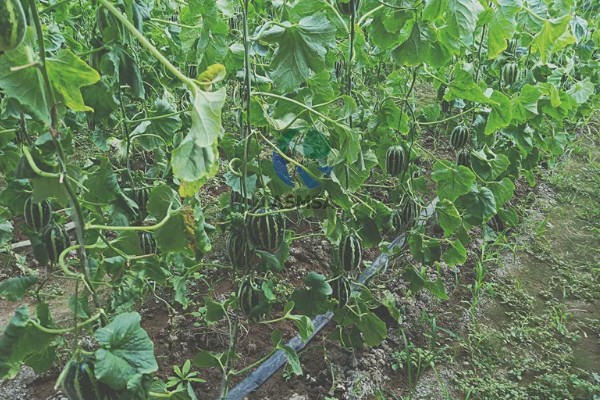 种香如蜜施哪种肥,底肥以有机肥为主