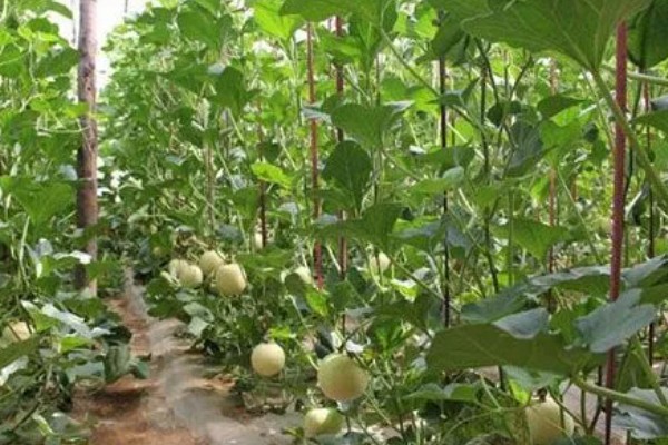 种香如蜜施哪种肥,底肥以有机肥为主