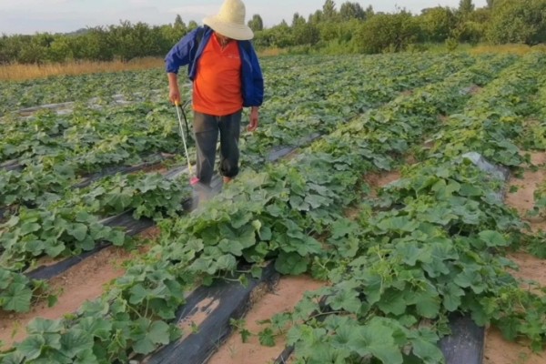 种香如蜜施哪种肥,底肥以有机肥为主