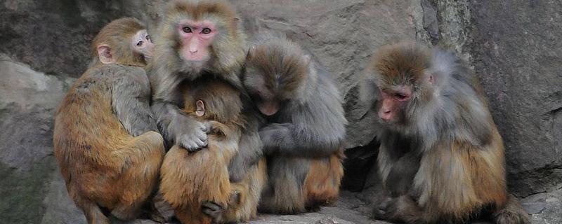 动物的交流方式，信息素、声音、动作均可起到交流作用