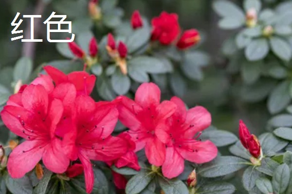 杜鹃花的颜色,常见白色、紫色、黄色等类型