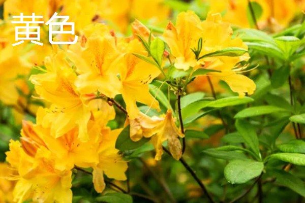 杜鹃花的颜色,常见白色、紫色、黄色等类型