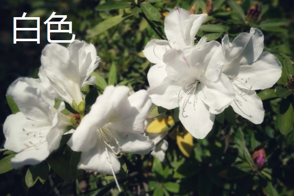 杜鹃花的颜色,常见白色、紫色、黄色等类型