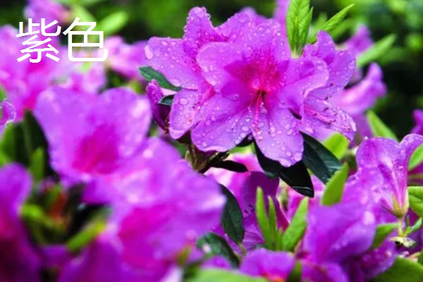 杜鹃花的颜色,常见白色、紫色、黄色等类型