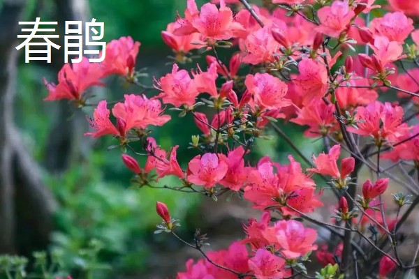 杜鹃花的颜色,常见白色、紫色、黄色等类型