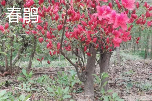 杜鹃花的颜色,常见白色、紫色、黄色等类型