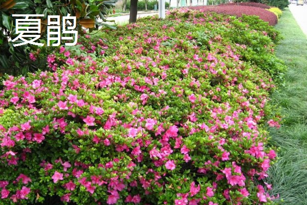 杜鹃花的颜色,常见白色、紫色、黄色等类型