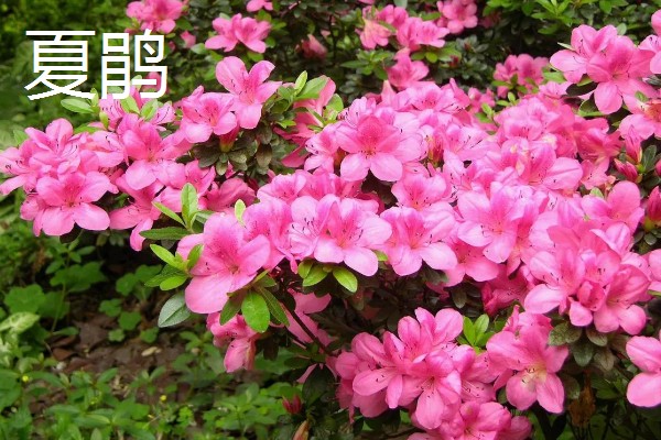 杜鹃花的颜色,常见白色、紫色、黄色等类型