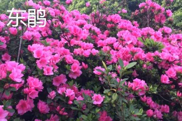 杜鹃花的颜色,常见白色、紫色、黄色等类型