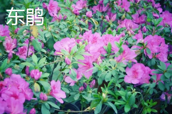 杜鹃花的颜色,常见白色、紫色、黄色等类型