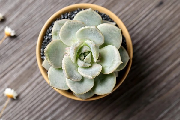 白牡丹多肉能否在家门口种植,室外种植受到强光照射会脱水干枯