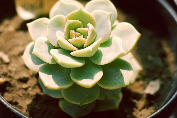 白牡丹多肉能否在家门口种植,室外种植受到强光照射会脱水干枯