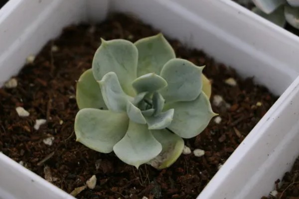 白牡丹多肉能否在家门口种植,室外种植受到强光照射会脱水干枯