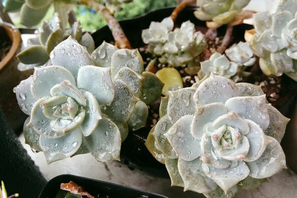 白牡丹多肉能否在家门口种植,室外种植受到强光照射会脱水干枯