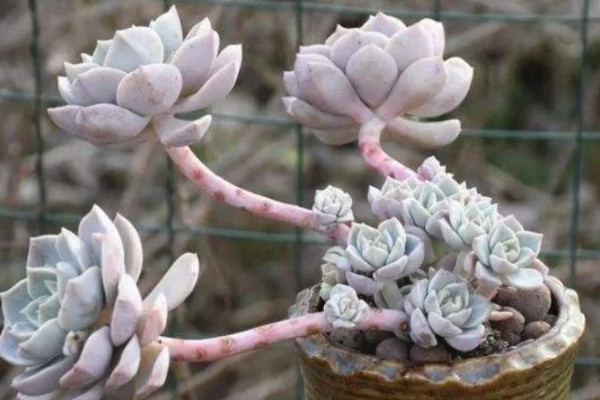 白牡丹多肉能否在家门口种植,室外种植受到强光照射会脱水干枯