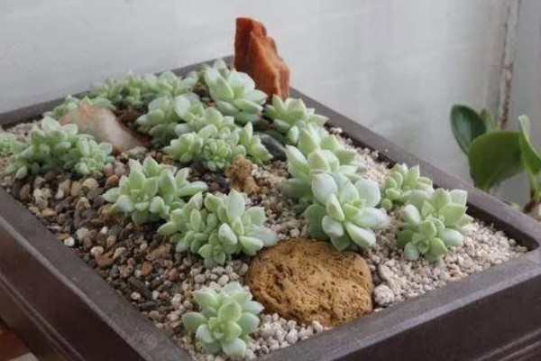 白牡丹多肉能否在家门口种植,室外种植受到强光照射会脱水干枯