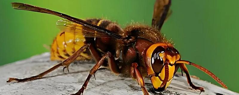 家里招马蜂的原因，可能是周围环境适合筑巢