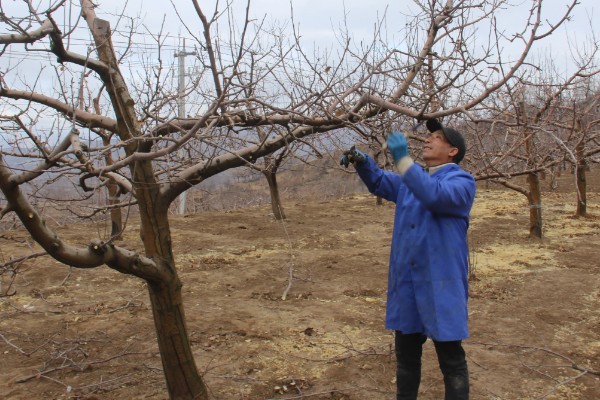 青梅树的修剪时间，主干长得过高时要截断
