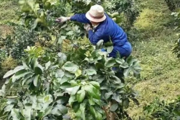 青梅树的修剪时间，主干长得过高时要截断