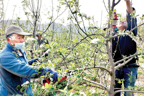 青梅树的修剪时间，主干长得过高时要截断