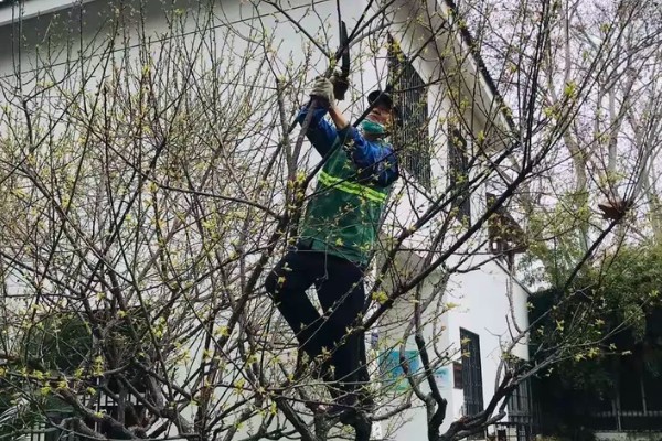 青梅树的修剪时间，主干长得过高时要截断