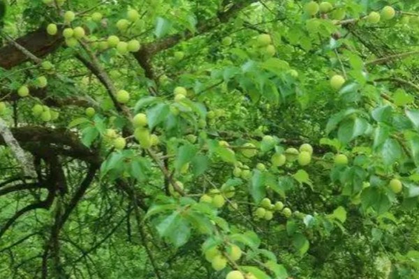 青梅树的修剪时间，主干长得过高时要截断