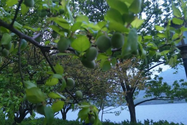 青梅树的修剪时间，主干长得过高时要截断