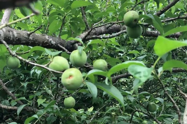 青梅树的修剪时间，主干长得过高时要截断