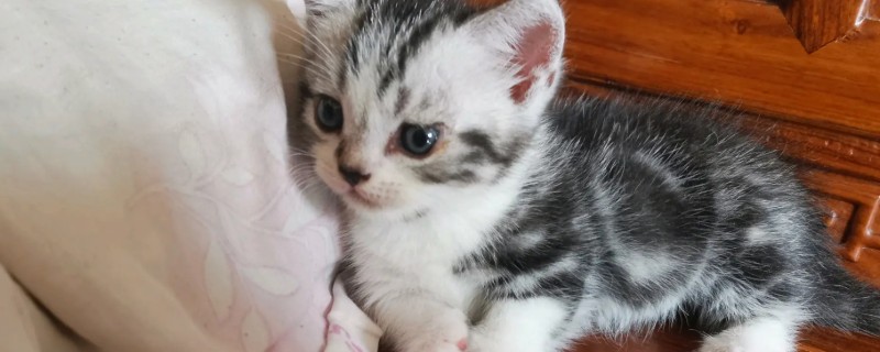 猫咪呕吐白色泡沫怎么处理，需要控制猫咪的饮食