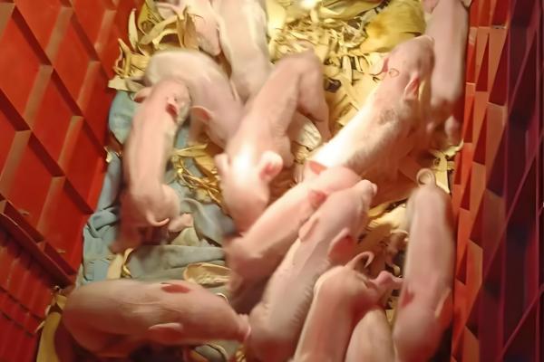 猪下崽一般要多长时间，通常2-3小时