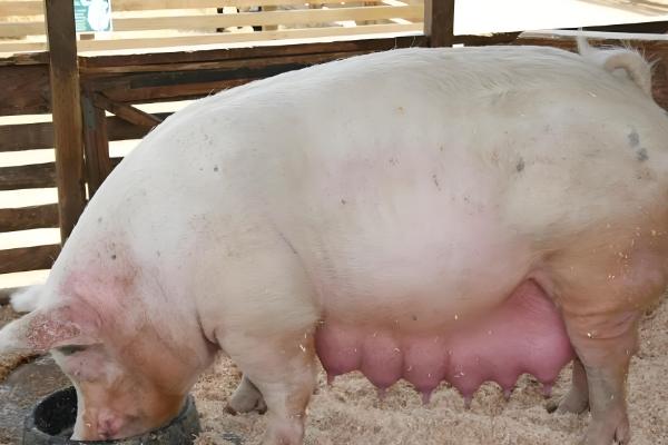 猪下崽一般要多长时间，通常2-3小时