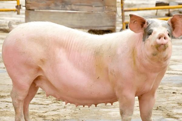 猪下崽一般要多长时间，通常2-3小时