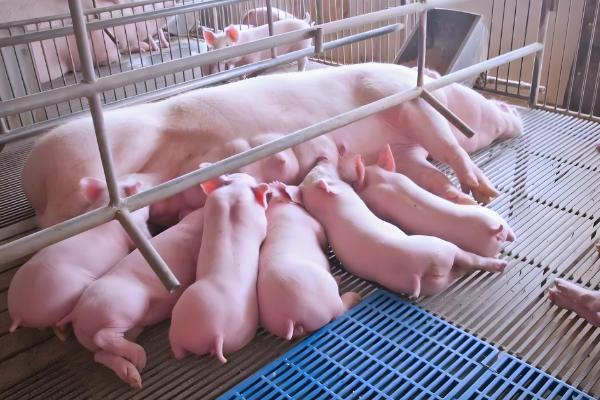 猪下崽一般要多长时间，通常2-3小时